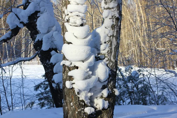 Sugrobs Neve Troncos Galhos Árvores Floresta Inverno — Fotografia de Stock