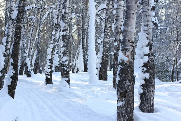 Sugrobs Neve Troncos Galhos Árvores Floresta Inverno — Fotografia de Stock