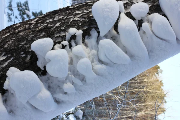 Hócukrok Fatörzseken Faágakon Téli Erdőben — Stock Fotó