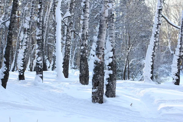 Sugrobs Neve Troncos Galhos Árvores Floresta Inverno — Fotografia de Stock