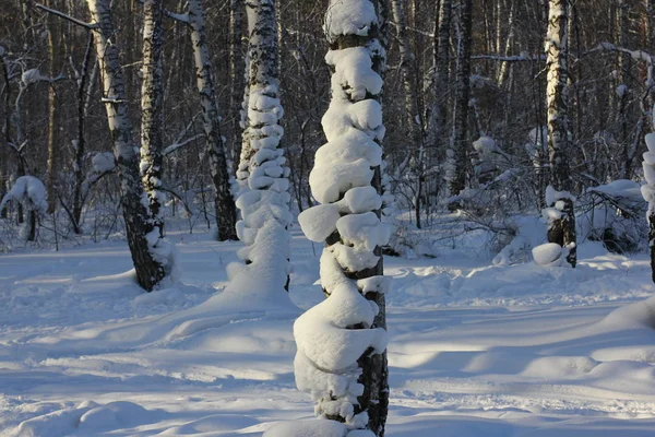 Sugrobs Neve Troncos Galhos Árvores Floresta Inverno — Fotografia de Stock