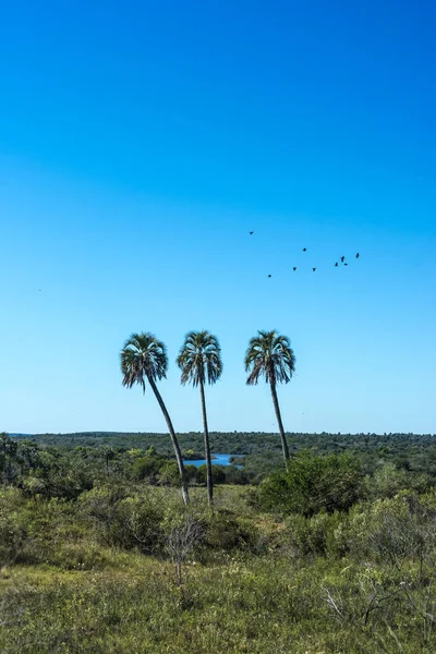 Palmen im Nationalpark El Palmar, Argentinien — Stockfoto