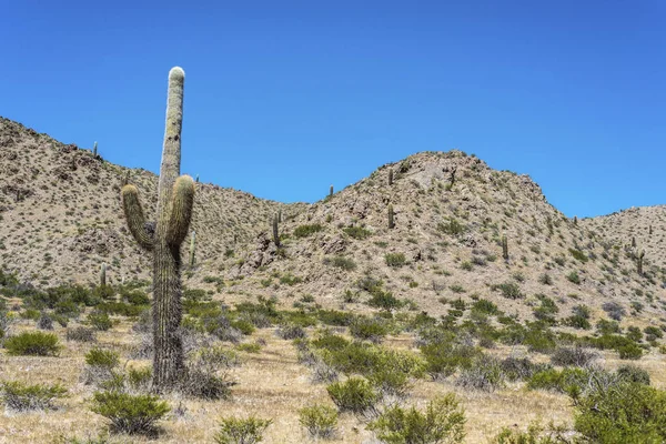 Los cardones národní park v salta, argentina. — Stock fotografie