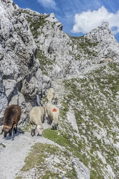 Nordkette in Tirolo, Innsbruck, Austria . — Foto Stock