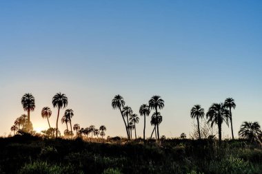 el palmar national park (parque nacional el palmar), Sunrise Arjantin'in Milli Parklar, entre rios, arasında iki nokta üst üste şehirler ve concordia il Merkezi batısında yer alan aşağıdakilerden.