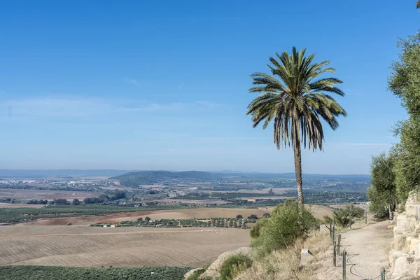 Palmera Cerca Del Castillo Almodovar Del Río Fortaleza Árabe Construida —  Fotos de Stock