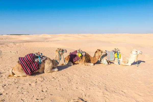 Atividades Deserto Douz Kebili Tunísia — Fotografia de Stock