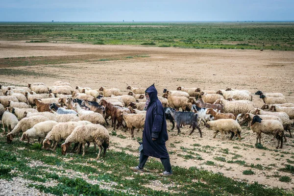 Kondar Března 2017 Pastýř Nedaleko Kondar Města Obce Guvernorátu Sousse — Stock fotografie