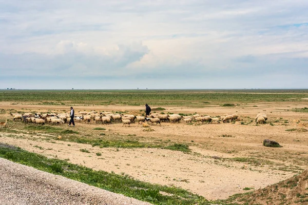 Kondar Şubat 2017 Çoban Kondar Kasaba Komün Sousse Governorate Tunus — Stok fotoğraf