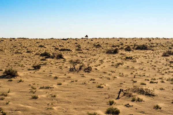 Dromedaries Пустелі Тозер Туніс — стокове фото