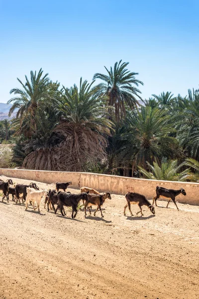 Bestiame Vicino Tamaqzah Tozeur Tunisia — Foto Stock