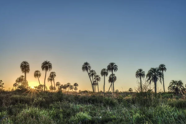 Схід Сонця Palmar Національним Парком Parque Nacional Palmar Один Аргентини — стокове фото