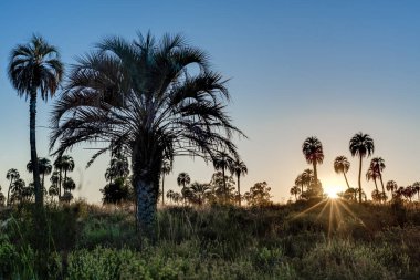 el palmar national park (parque nacional el palmar), Sunrise Arjantin'in Milli Parklar, entre rios, arasında iki nokta üst üste şehirler ve concordia il Merkezi batısında yer alan aşağıdakilerden.