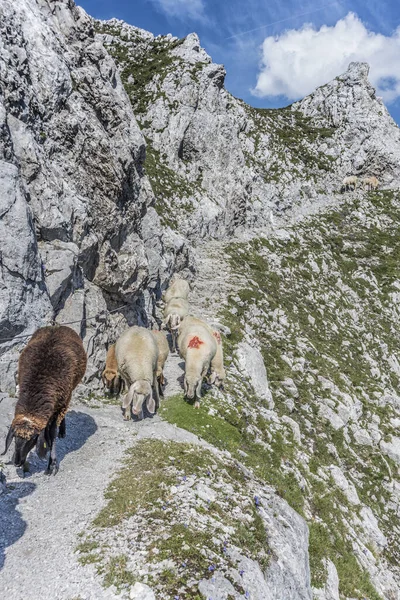 Inn Valley Visto Nordkette Montagna Comprensorio Sciistico Nella Regione Del — Foto Stock