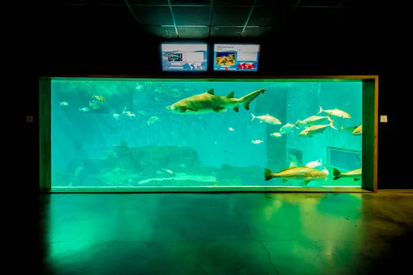 Seville Juillet 2017 Aquarium Séville Situé Delicias Dock Andalousie Espagne — Photo