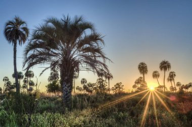 el palmar national park (parque nacional el palmar), Sunrise Arjantin'in Milli Parklar, entre rios, arasında iki nokta üst üste şehirler ve concordia il Merkezi batısında yer alan aşağıdakilerden.
