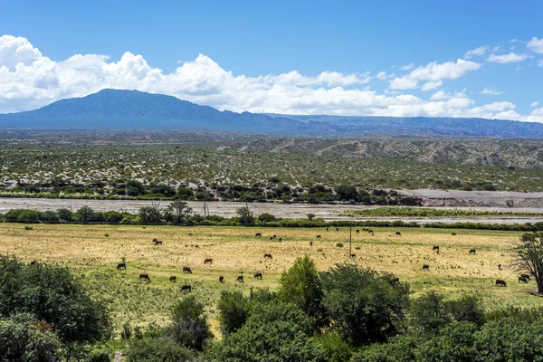 Beroemde Route Zijn Sectie Door Middel Van Noordelijke Provincie Salta — Stockfoto