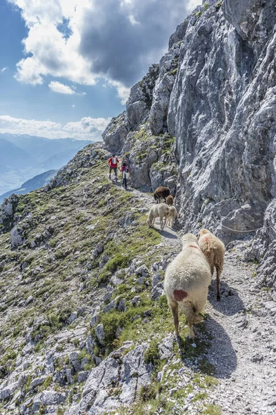 Escursionisti Nel Comprensorio Montano Sciistico Norkette Tirolo Nord Innsbruck Nell — Foto Stock