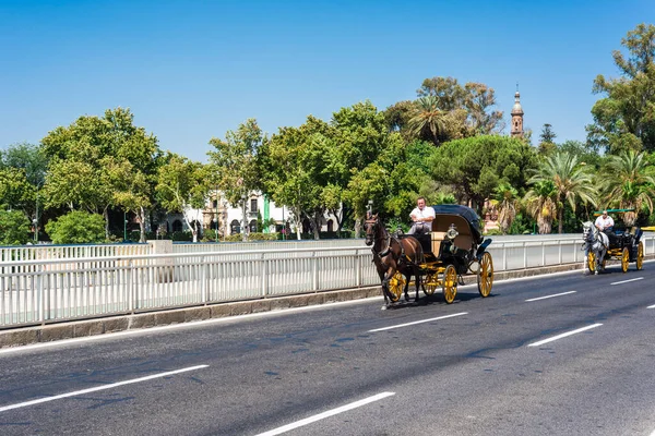 Σεβίλλη Ιουλίου 2017 Άλογα Στο Δρόμο Της Σεβίλλης Στην Ανδαλουσία — Φωτογραφία Αρχείου