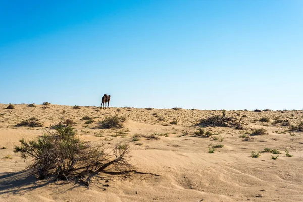 Dromedare Der Wüste Tozeur Tunesien — Stockfoto