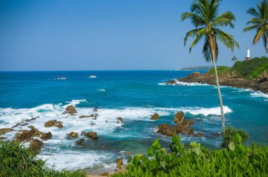 Hindistan cevizi hurma ağacı Sri Lanka güzel tropik sahilde