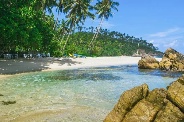 Kokospalme Schönen Tropischen Strand Sri Lanka Stockbild