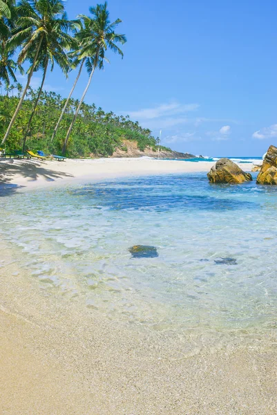 Kokospalme Schönen Tropischen Strand Sri Lanka lizenzfreie Stockfotos