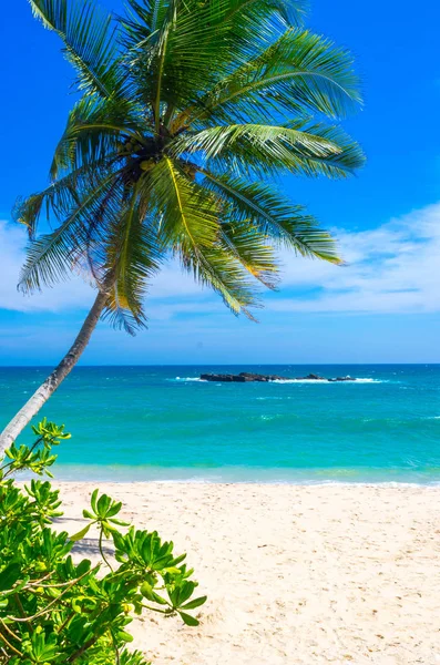 Praia tropical no Sri Lanka — Fotografia de Stock