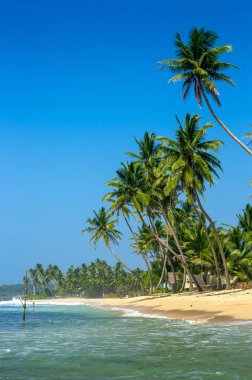 sri Lanka tropikal plaj