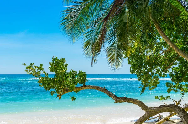 Palmier et plage tropicale à — Photo