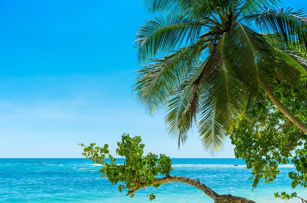 Belle plage tropicale avec palmiers — Photo