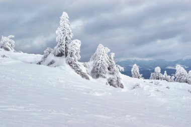 karpaty dağların donmuş ağaçlarda. 