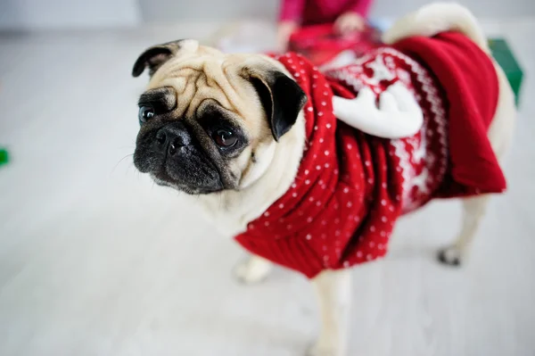 Bir reindeer takım elbise cins pug eğlenceli köpek.