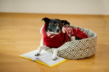 Siyah-beyaz gözlüklü köpek ve Ren geyiği takım elbiseli pençeleri üzerinde açık kitap koymak..