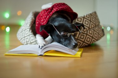 Siyah-beyaz gözlüklü köpek ve Ren geyiği takım elbiseli pençeleri üzerinde açık kitap koymak..