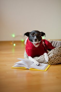 Siyah-beyaz gözlüklü köpek ve Ren geyiği takım elbiseli pençeleri üzerinde açık kitap koymak..