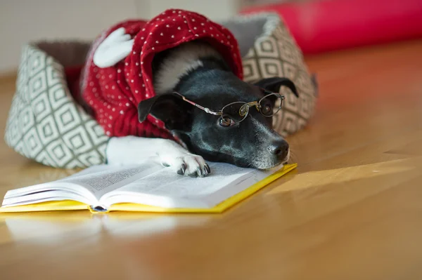 Cane carino che indossa occhiali e tuta rossa sul suo divano nel mezzo di una stanza vuota . — Foto Stock