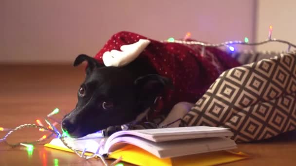 Чёрно-белая собака в очках и красном костюме, читает книгу на диване . — стоковое видео
