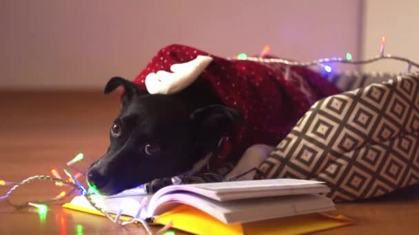 Svart och vit hund bär glasögon och röd kostym, läsa boken på hans soffa. — Stockvideo