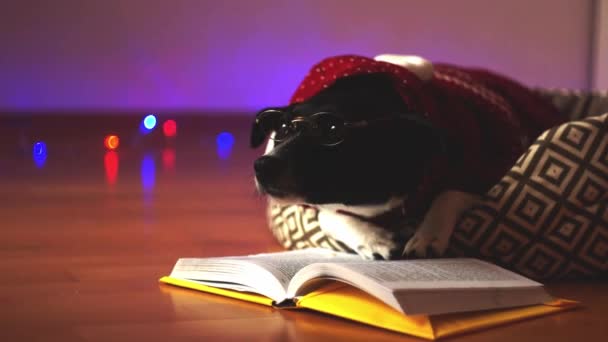 Милая собака в очках и красном костюме, читает книгу на диване посреди пустой комнаты . — стоковое видео