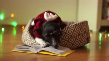 Siyah-beyaz gözlüklü köpek ve pençeleri üzerinde açık kitap bir Ren geyiği giysinin içine koydular. Yeni Yılınız Kutlu Olsun.