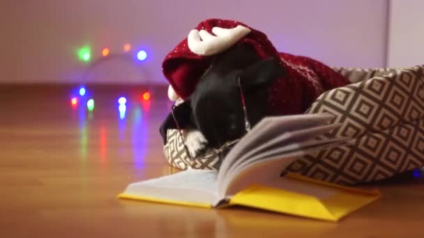 Счастливого Рождества, умная собака в очках и оленьем костюме, читающая книгу . — стоковое видео