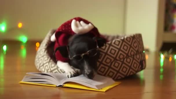 ブラック ホワイトは眼鏡をかけた犬し、トナカイ スーツの開いた本に足を置きます。明けましておめでとう. — ストック動画
