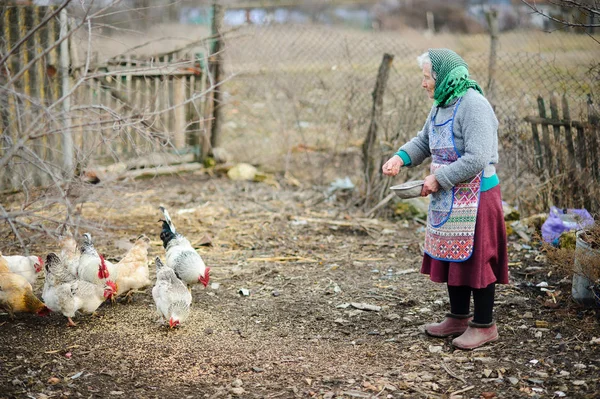 Yaşlı köylü kadın tavukları avlu üzerinde beslemeleri.