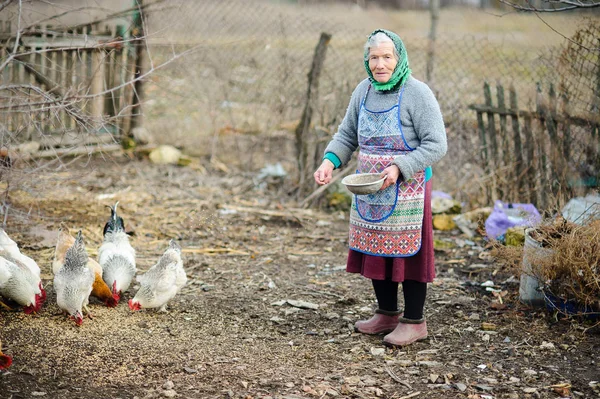 The elderly peasant woman feeds hens on the courtyard.