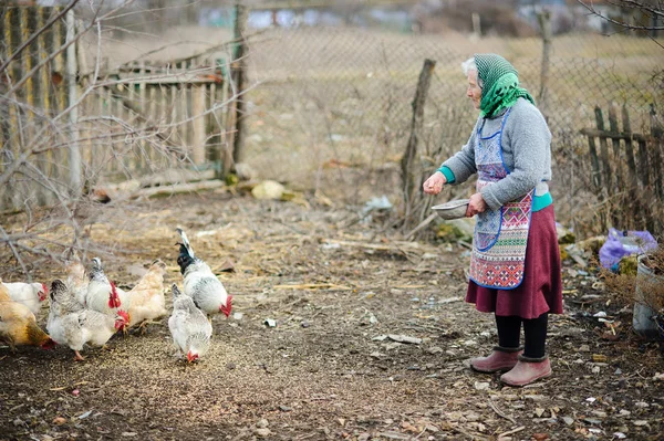 Die ältere Bäuerin füttert Hühner auf dem Hof. Stockbild