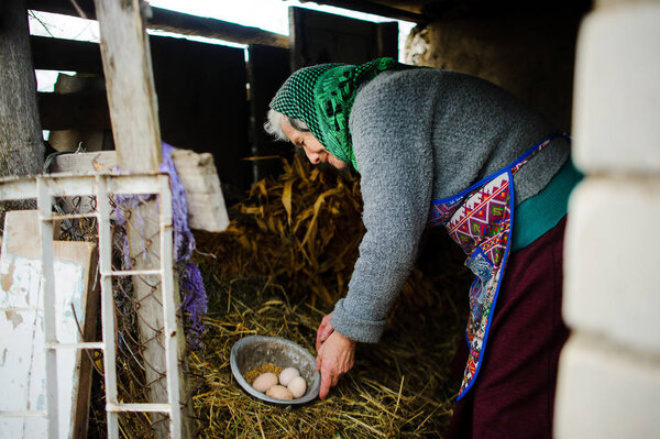 The elderly countrywoman gathers eggs in a hen house.