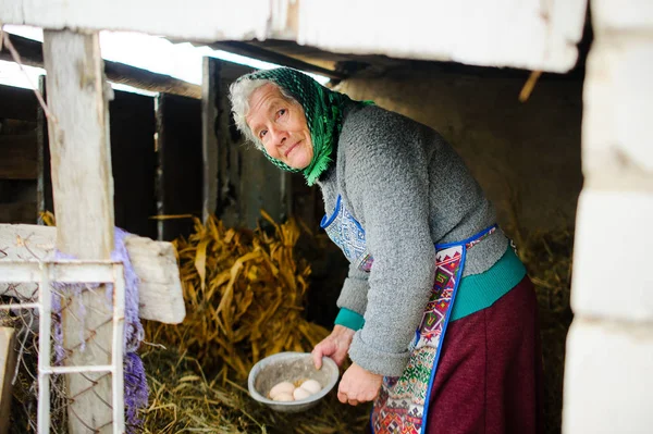 Yumurta tavuk evde yaşlı countrywoman toplar.