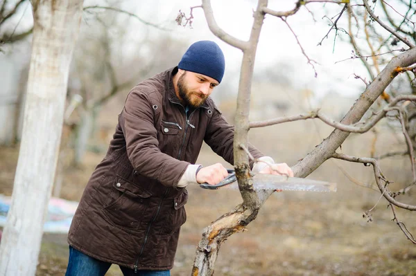 Pria berjanggut muda menggergaji cabang-cabang kering pohon buah . — Stok Foto