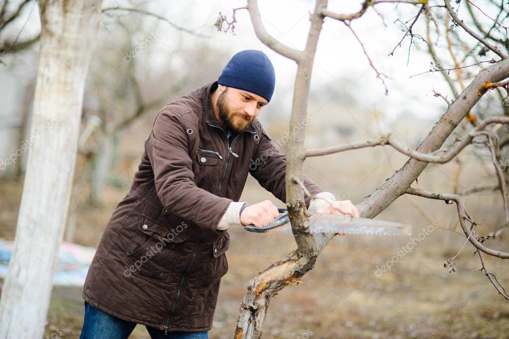 The young bearded man saws dry branches of fruit trees.